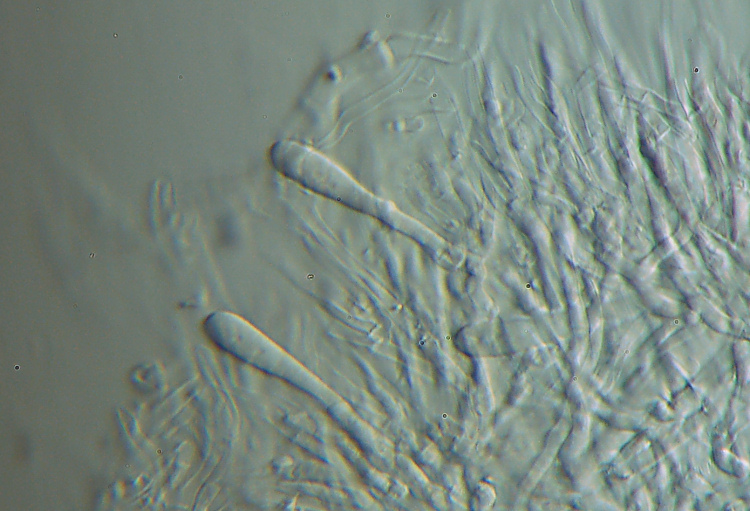 Ritrovamento n1 del 20-11-2011 (Phlebia radiata)